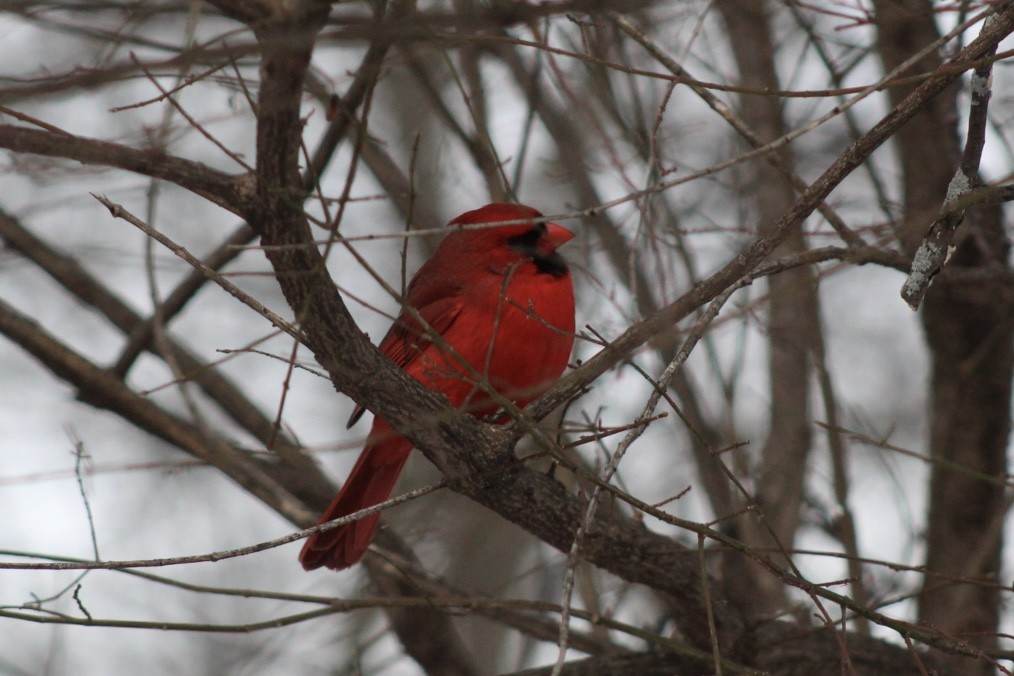 Northern Cardinal - ML632628693