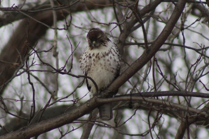 Red-tailed Hawk - ML632628724