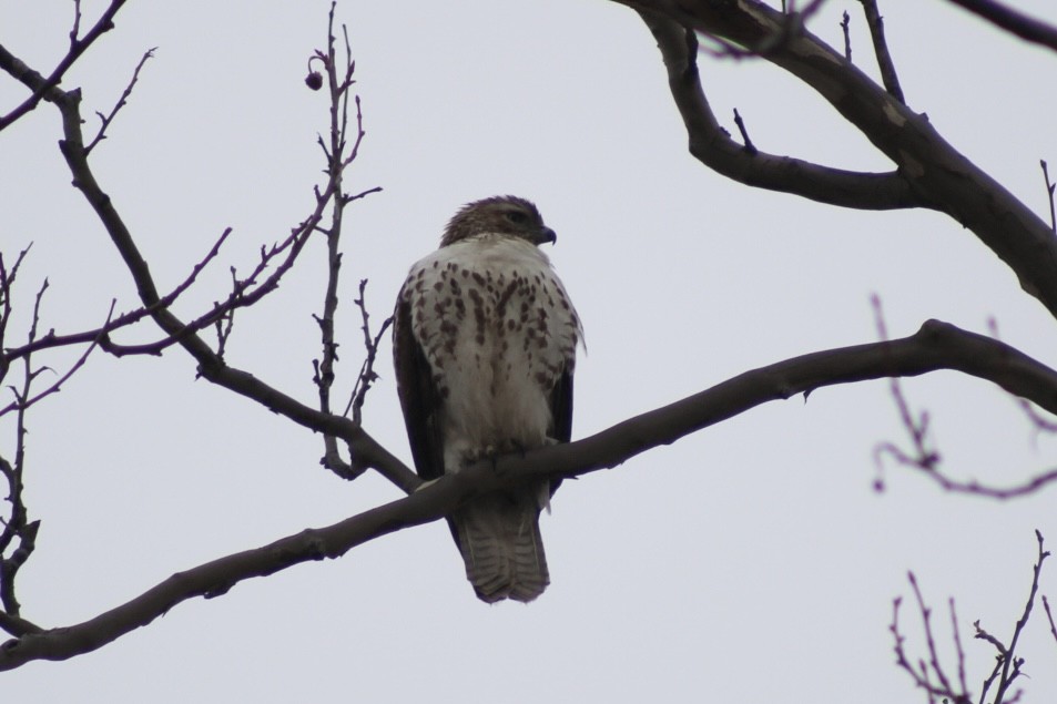 Red-tailed Hawk - ML632628725