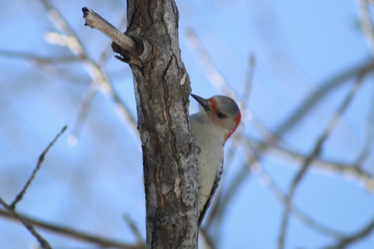 Red-bellied Woodpecker - ML632628765