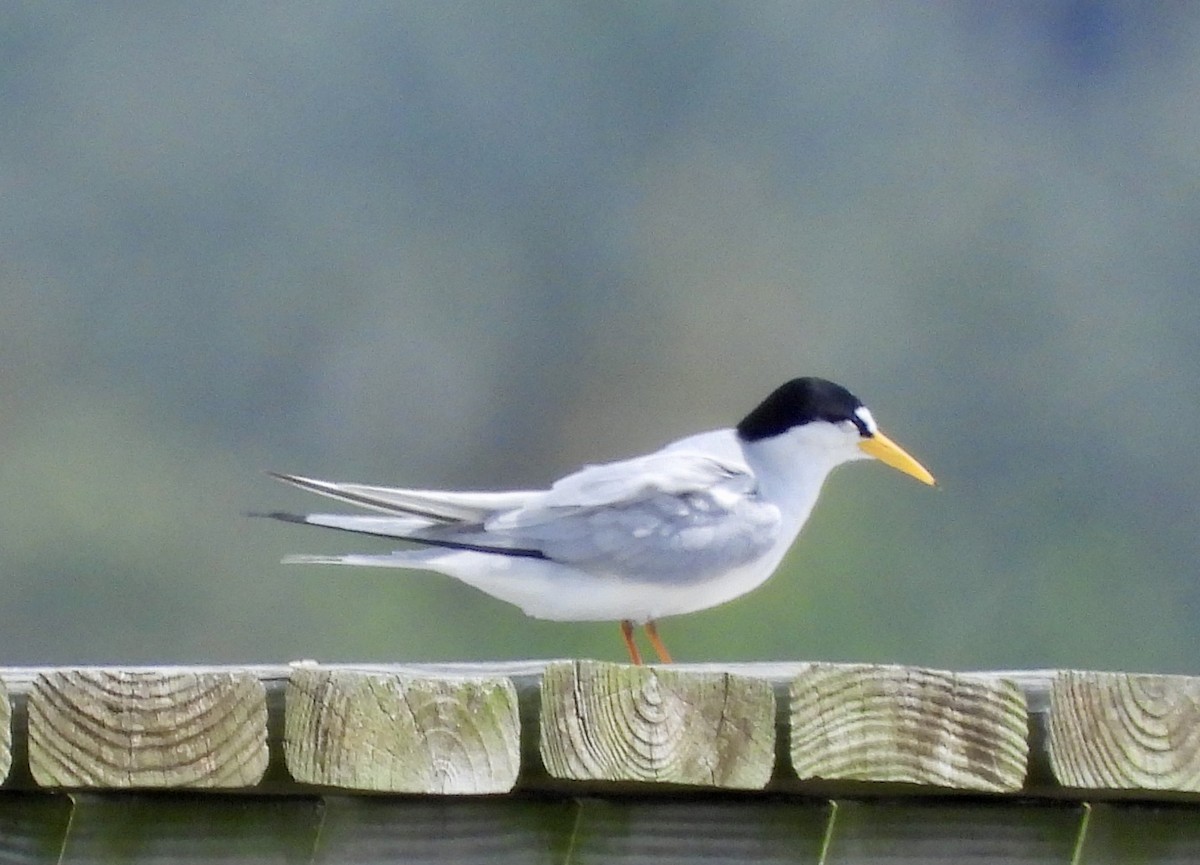 Least Tern - ML632628784