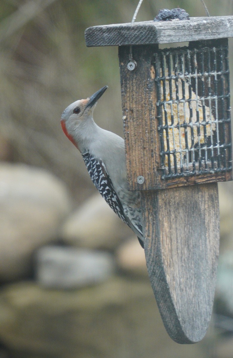 Red-bellied Woodpecker - ML632628792