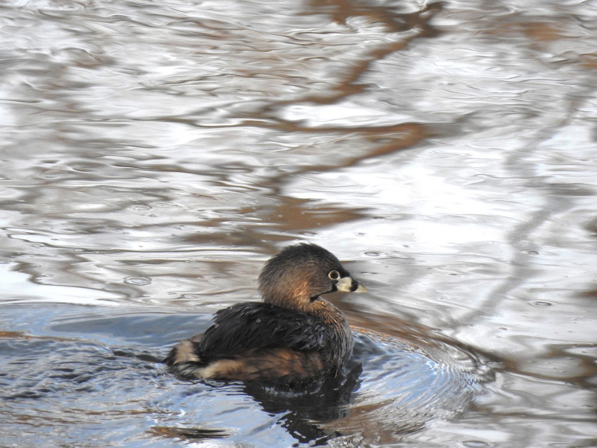 Pied-billed Grebe - ML632629057