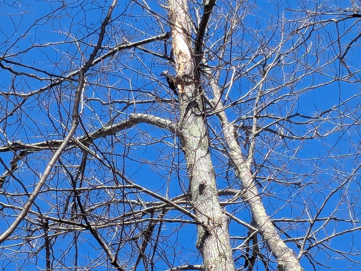 Pileated Woodpecker - ML632629431