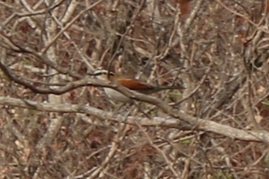 Black-crowned Tchagra (Black-crowned) - Danny Rumble