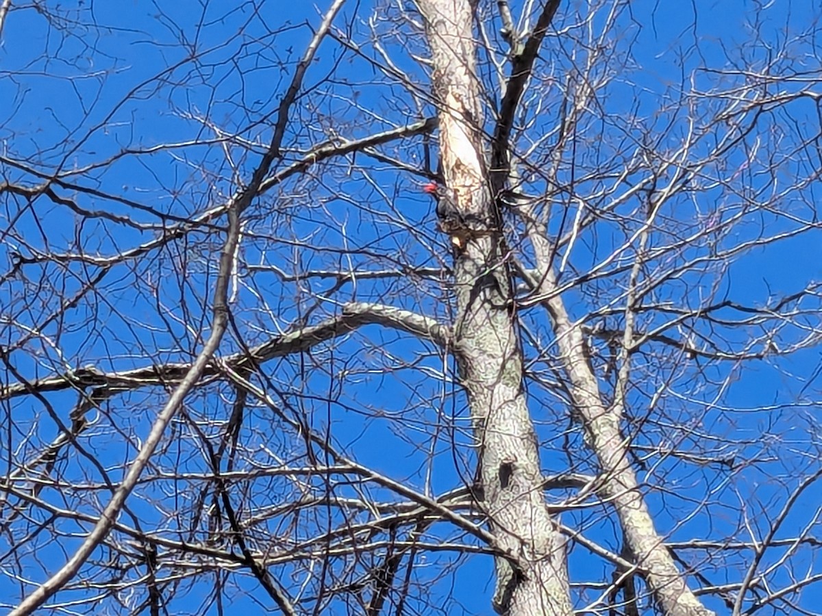 Pileated Woodpecker - ML632629483