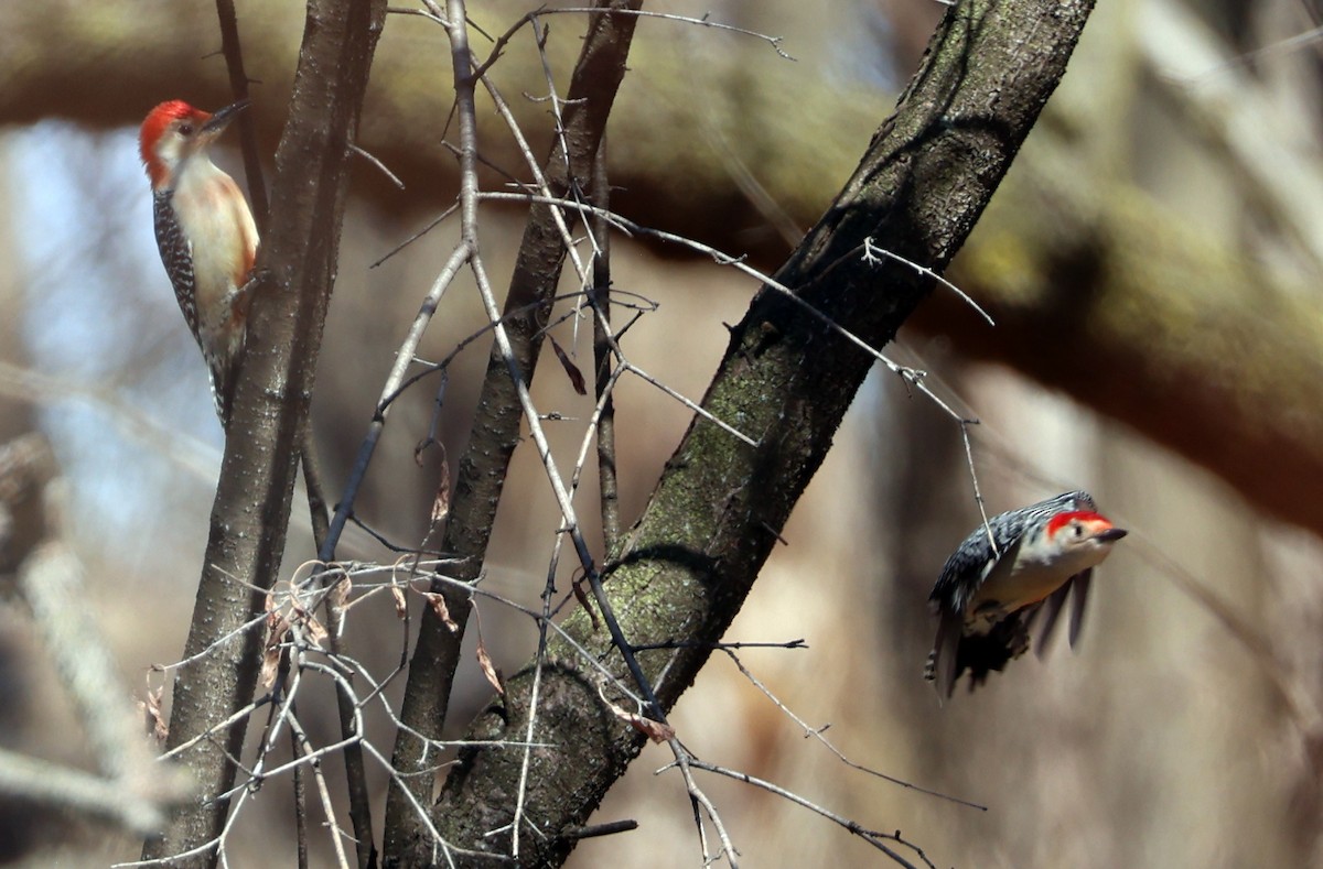 Red-bellied Woodpecker - ML632629664