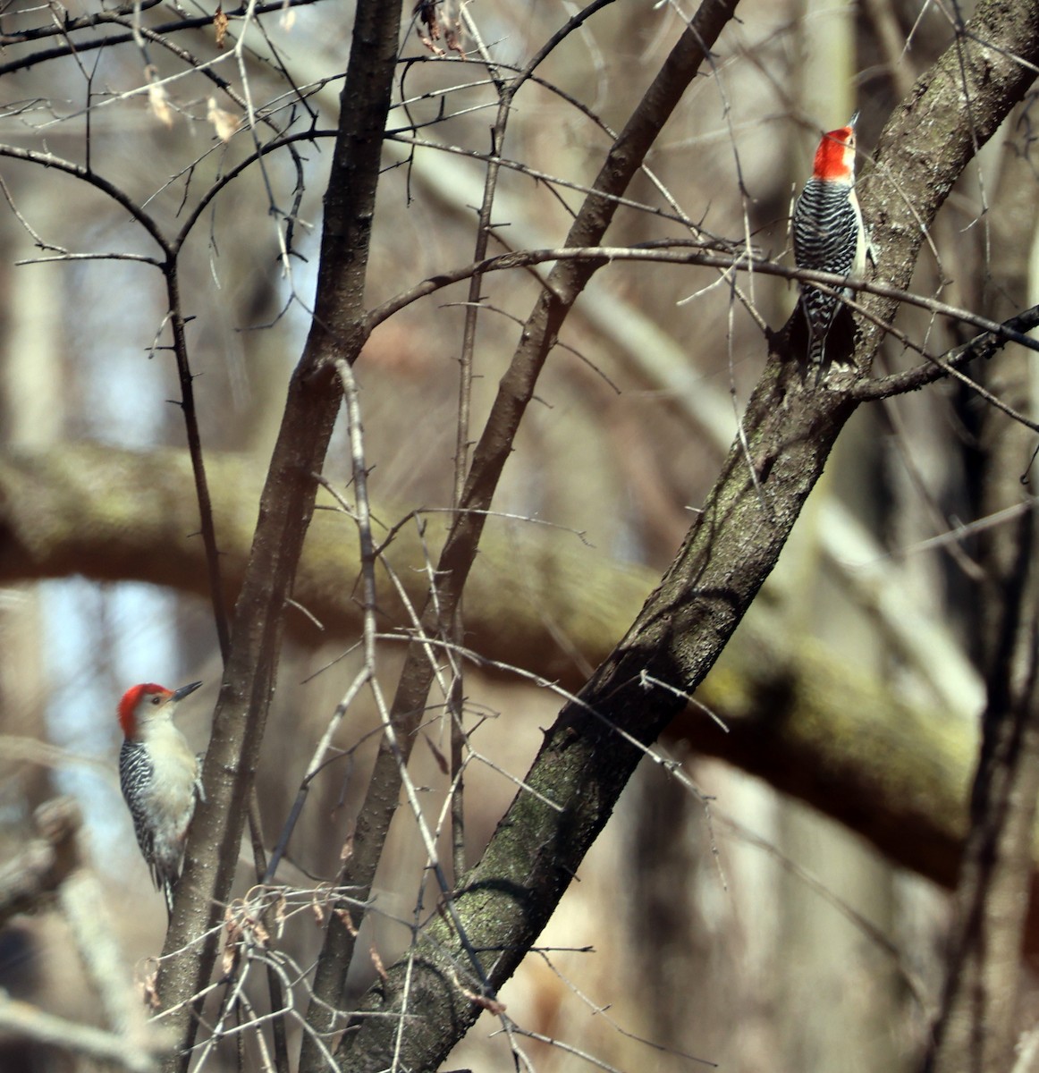 Red-bellied Woodpecker - ML632629665