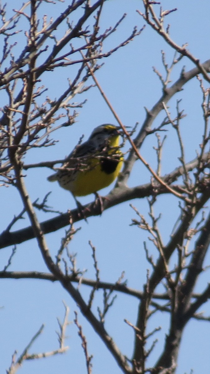 Eastern Meadowlark - ML632629699