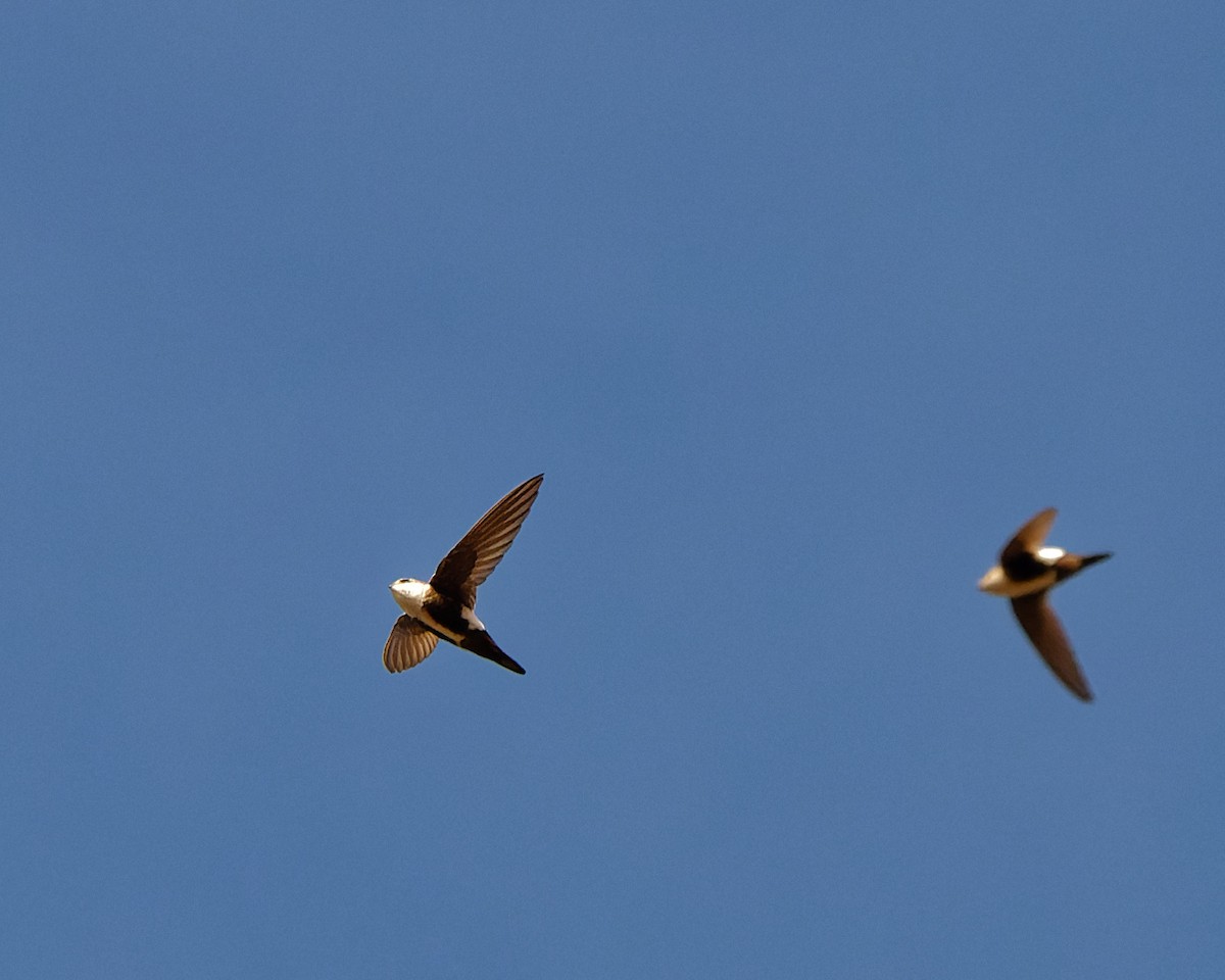 White-throated Swift - ML632629780
