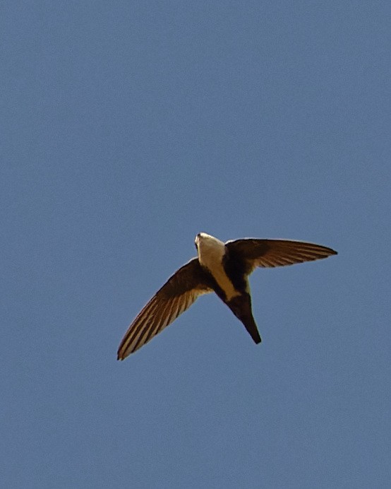 White-throated Swift - ML632629785