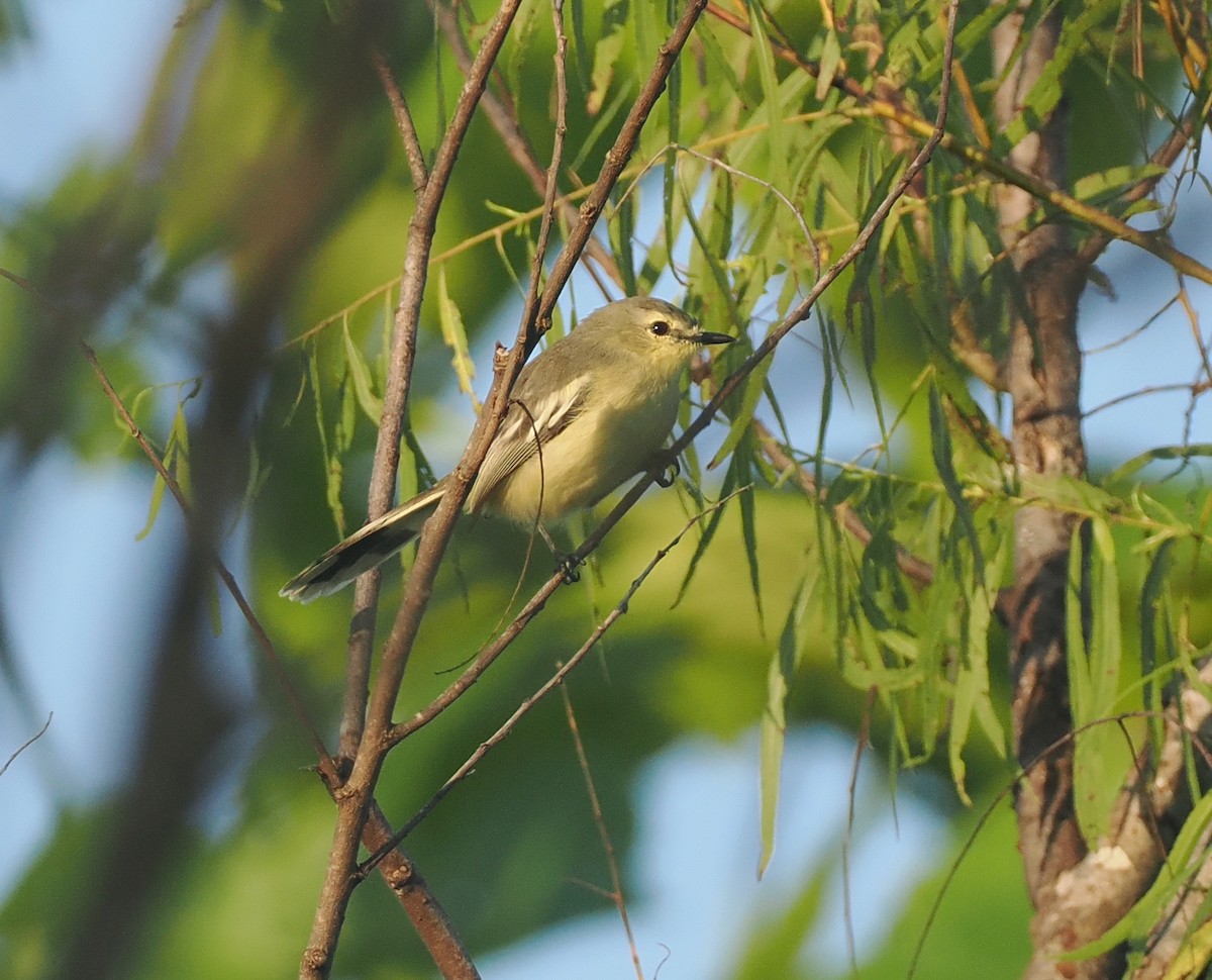 Lesser Wagtail-Tyrant - ML632629797