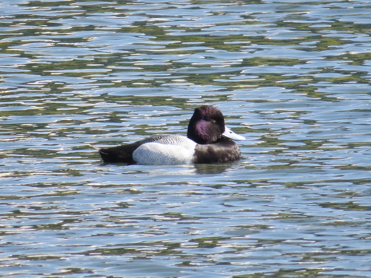 Lesser Scaup - ML632629798