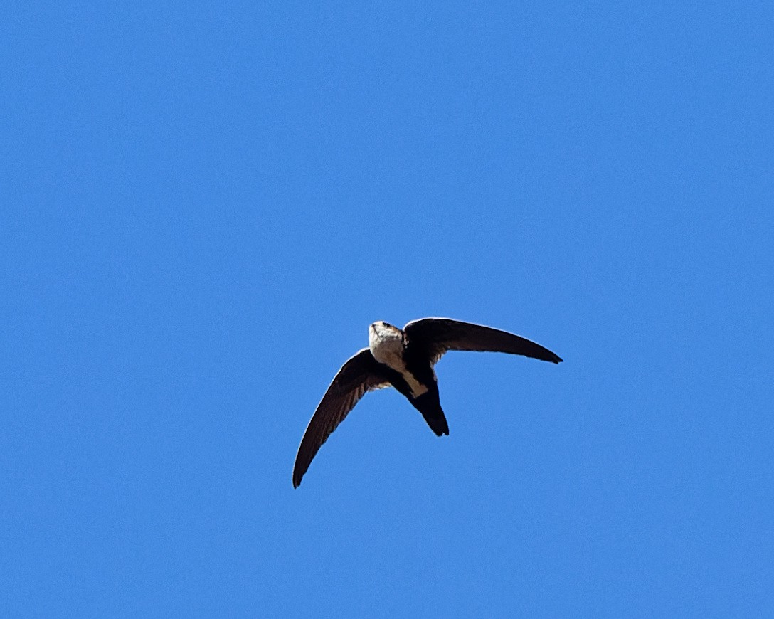 White-throated Swift - ML632629803