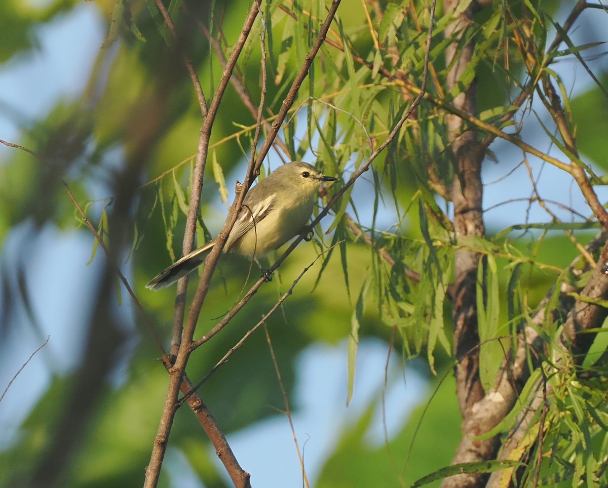 Lesser Wagtail-Tyrant - ML632629807