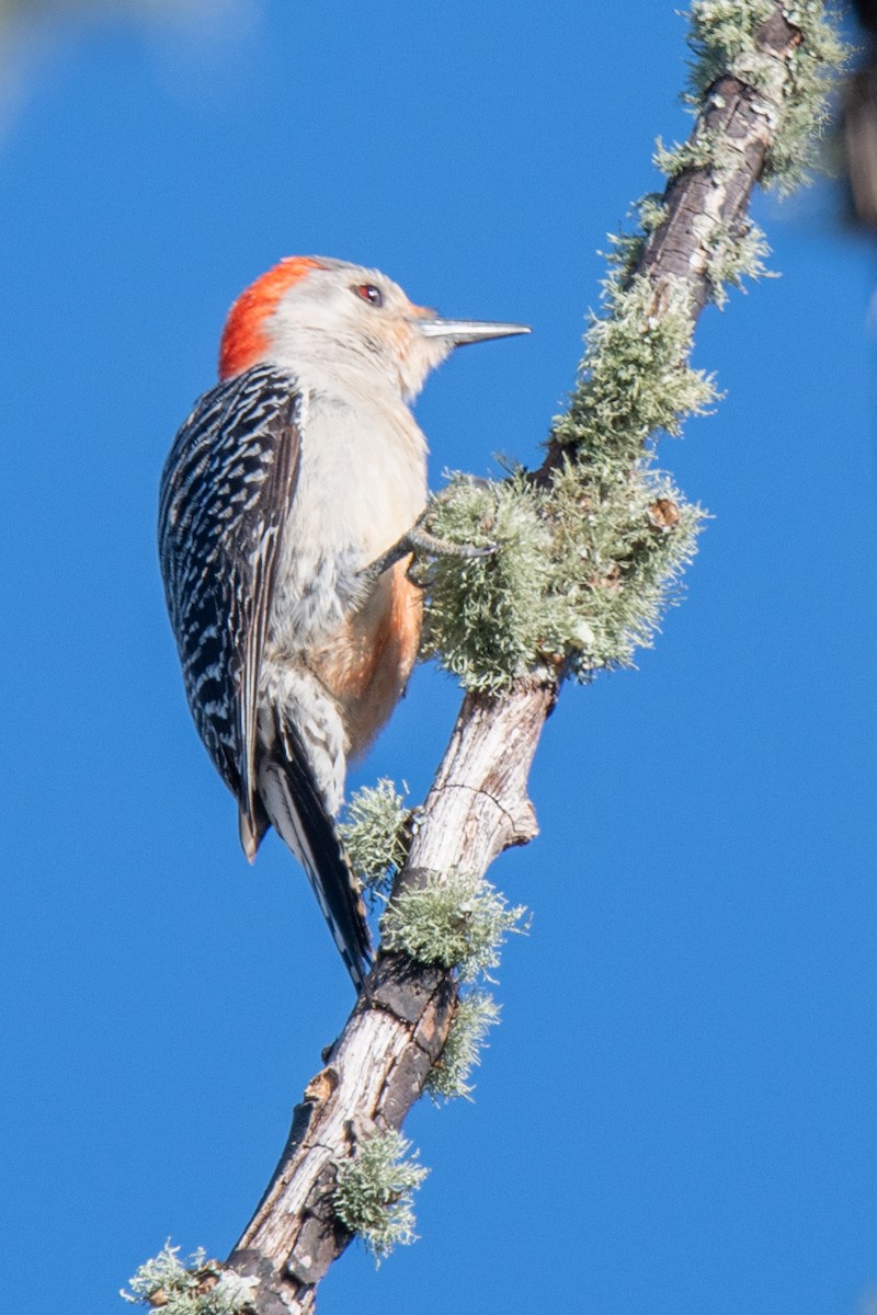 Red-bellied Woodpecker - ML632629823