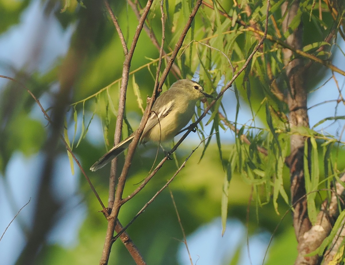 Lesser Wagtail-Tyrant - ML632629836