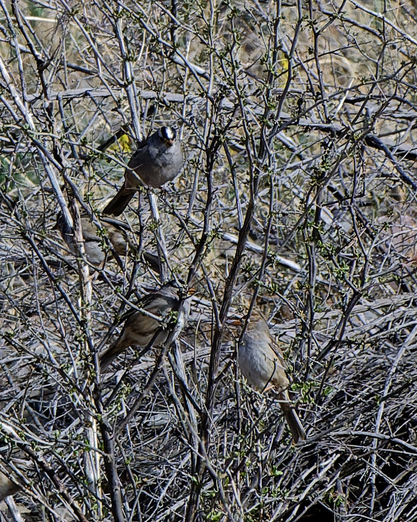 White-crowned Sparrow - ML632629837