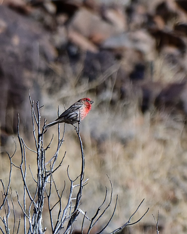 House Finch - ML632629855