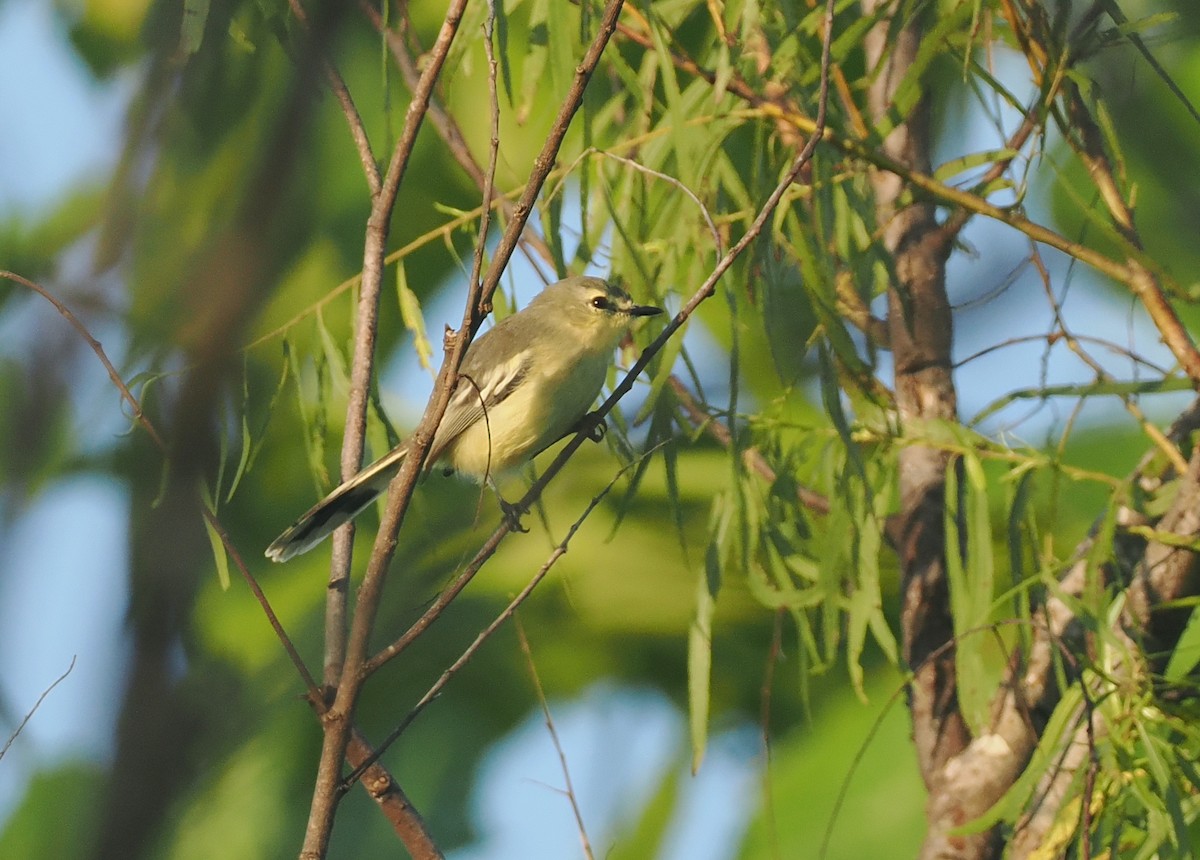 Lesser Wagtail-Tyrant - ML632629863