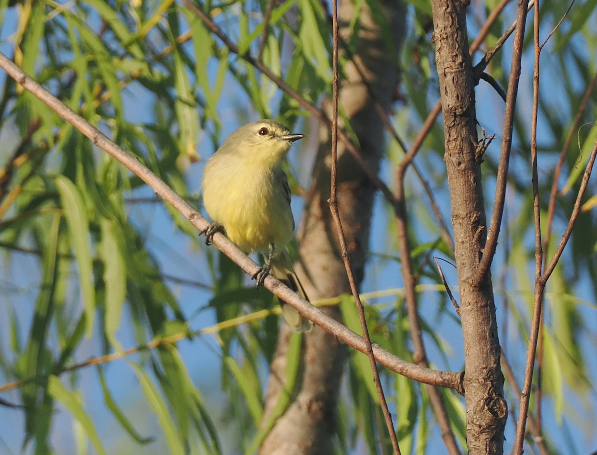 Lesser Wagtail-Tyrant - ML632629994