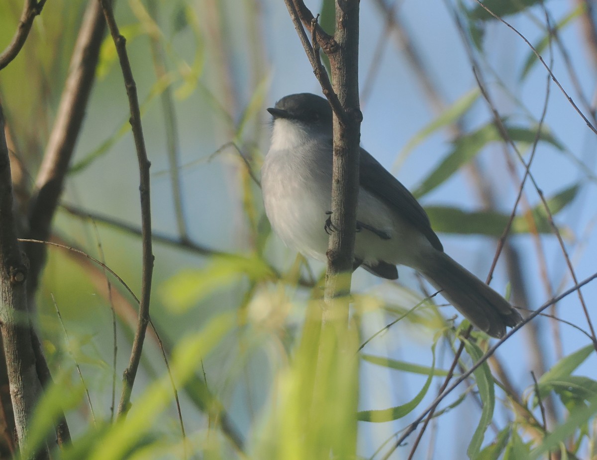 River Tyrannulet - ML632630030