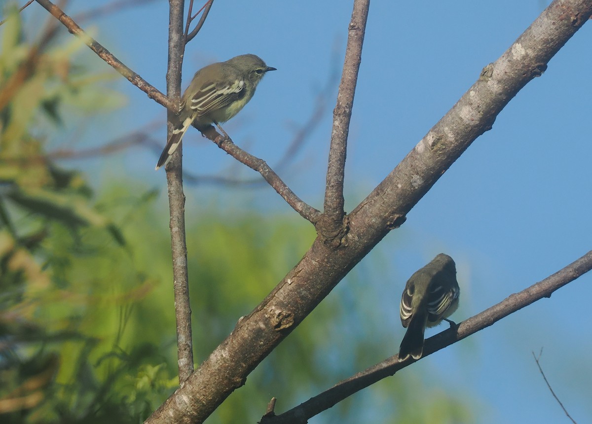 Lesser Wagtail-Tyrant - ML632630075