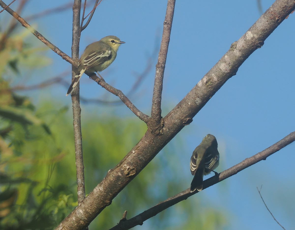 Lesser Wagtail-Tyrant - ML632630100