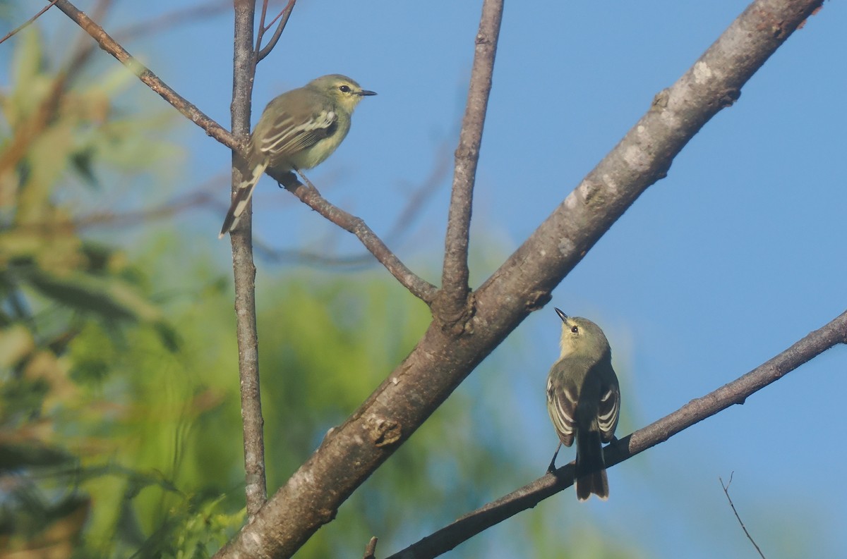 Lesser Wagtail-Tyrant - ML632630124