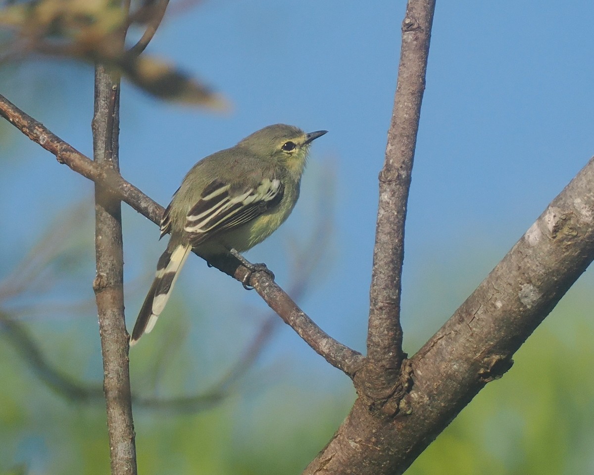 Lesser Wagtail-Tyrant - ML632630149