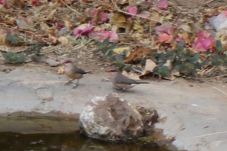 Black-rumped Waxbill - ML632630178