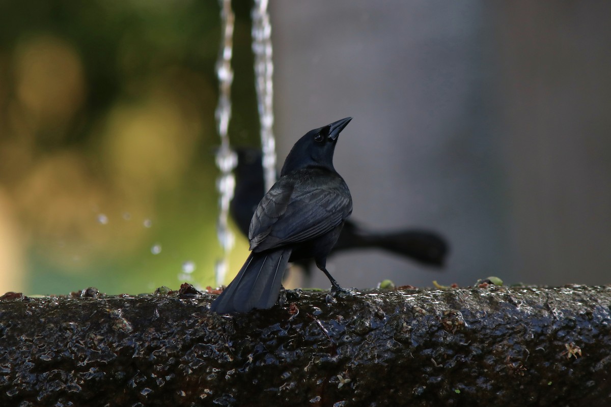 Cuban Blackbird - ML632630327