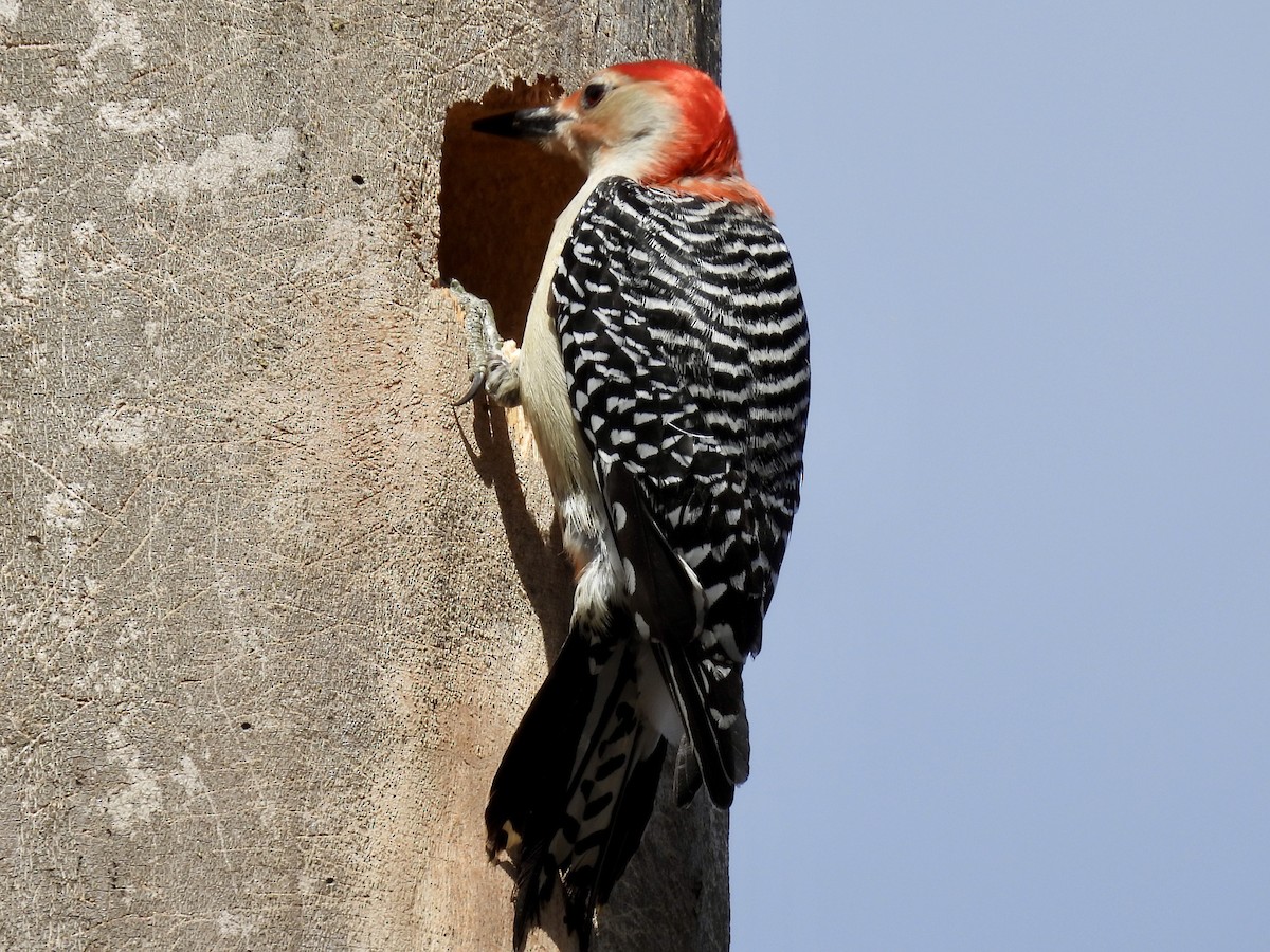 Red-bellied Woodpecker - ML632630573