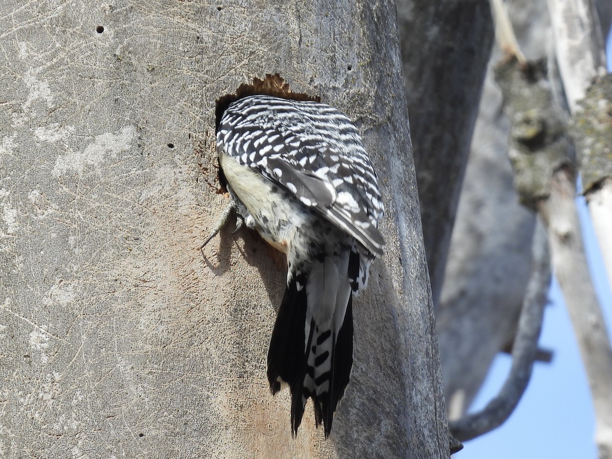 Red-bellied Woodpecker - ML632630574