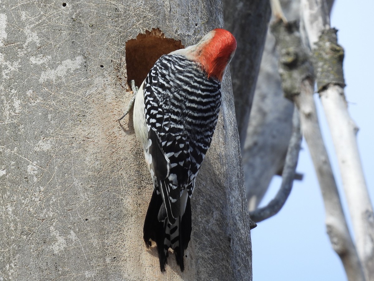 Red-bellied Woodpecker - ML632630575