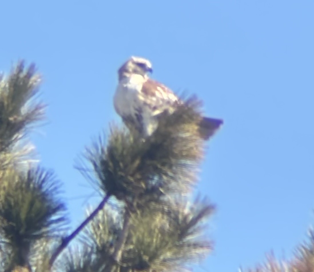 Red-tailed Hawk - ML632630608