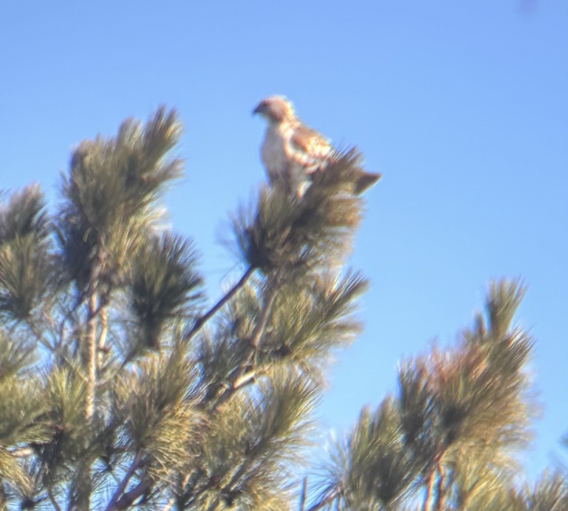 Red-tailed Hawk - ML632630609