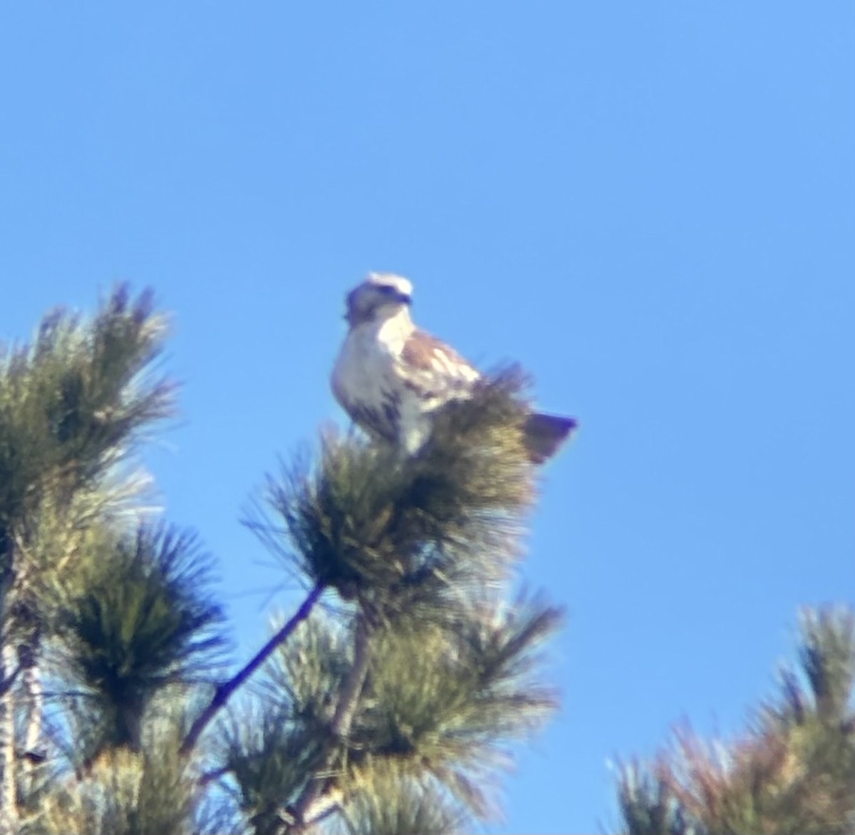 Red-tailed Hawk - ML632630610