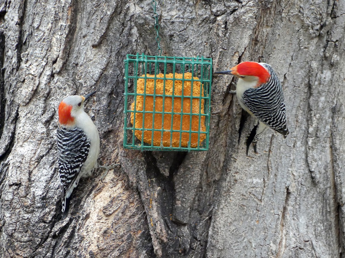 Red-bellied Woodpecker - ML632630752