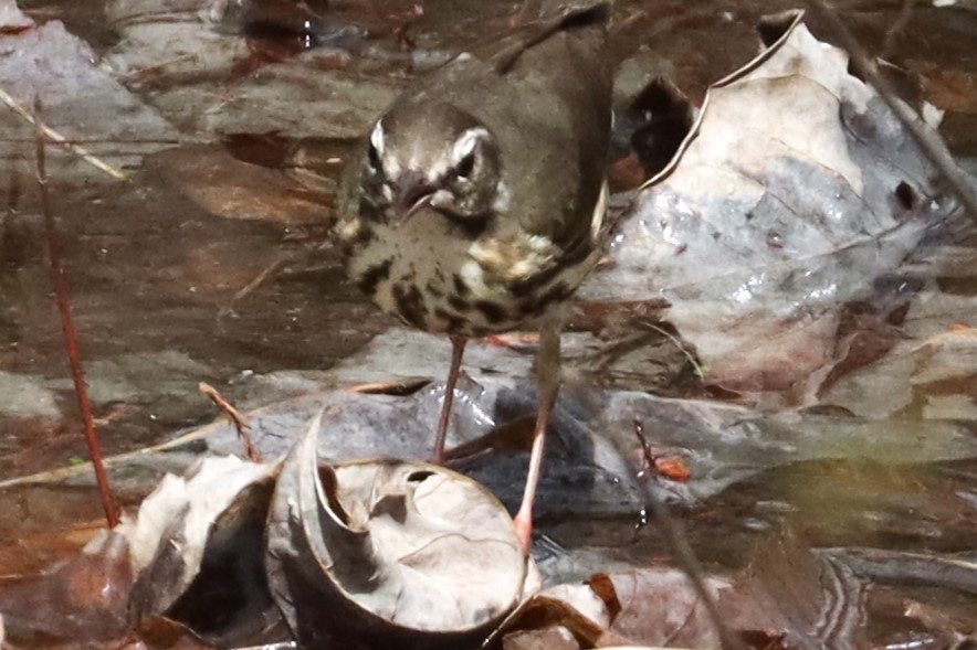 Louisiana Waterthrush - ML632630893
