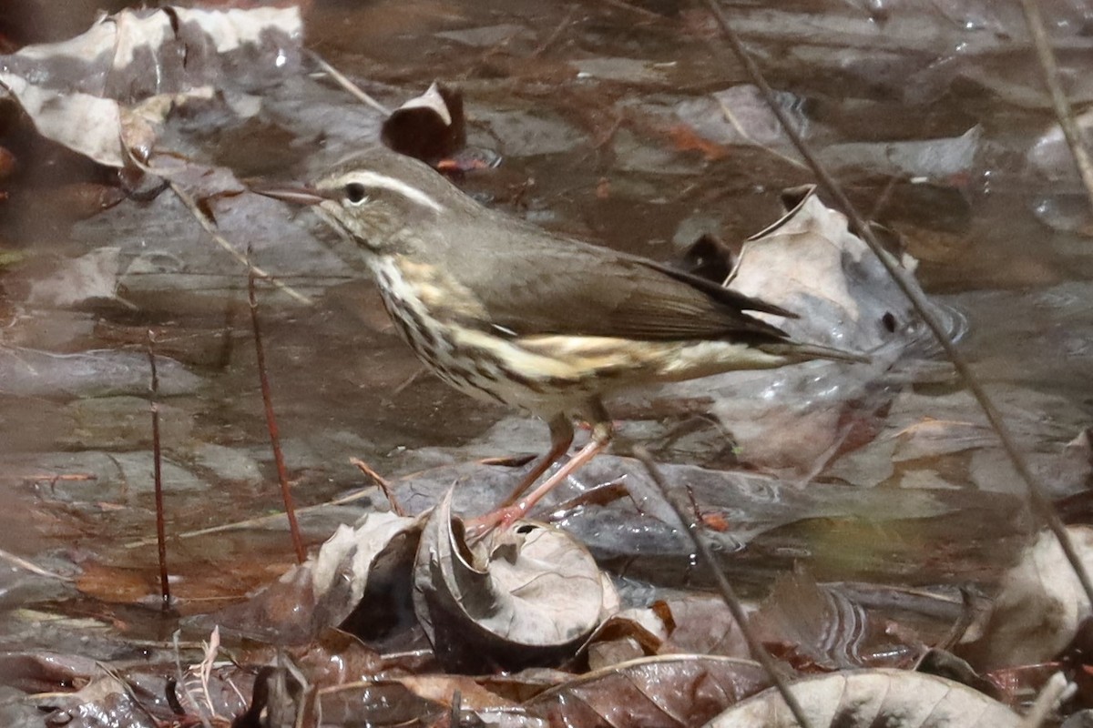 Louisiana Waterthrush - ML632630896