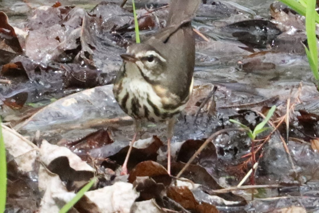 Louisiana Waterthrush - ML632630922