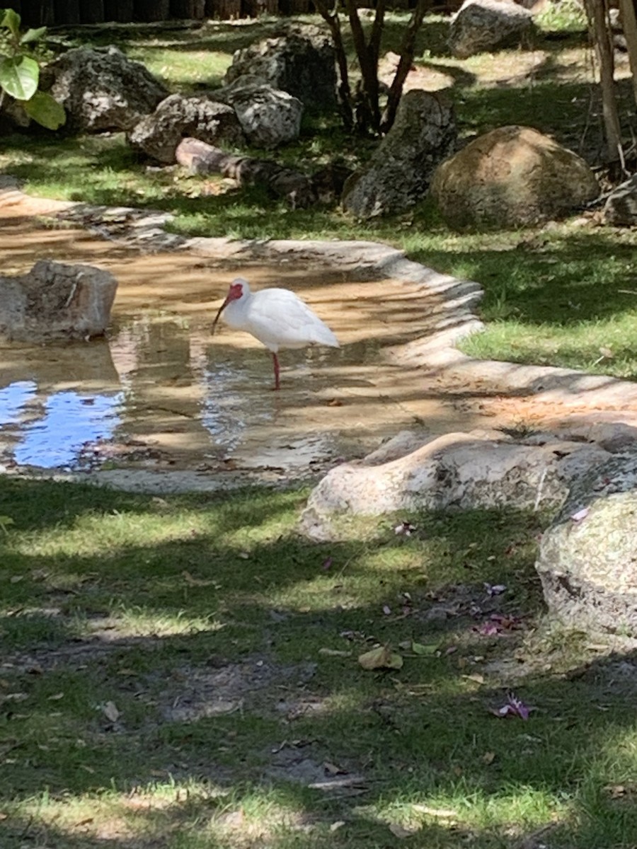 White Ibis - ML632630967