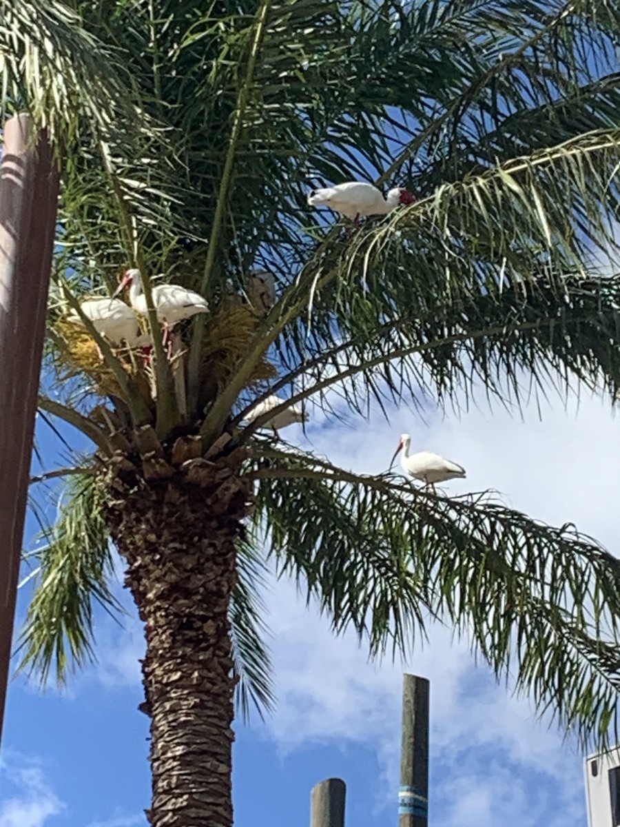 White Ibis - ML632630970