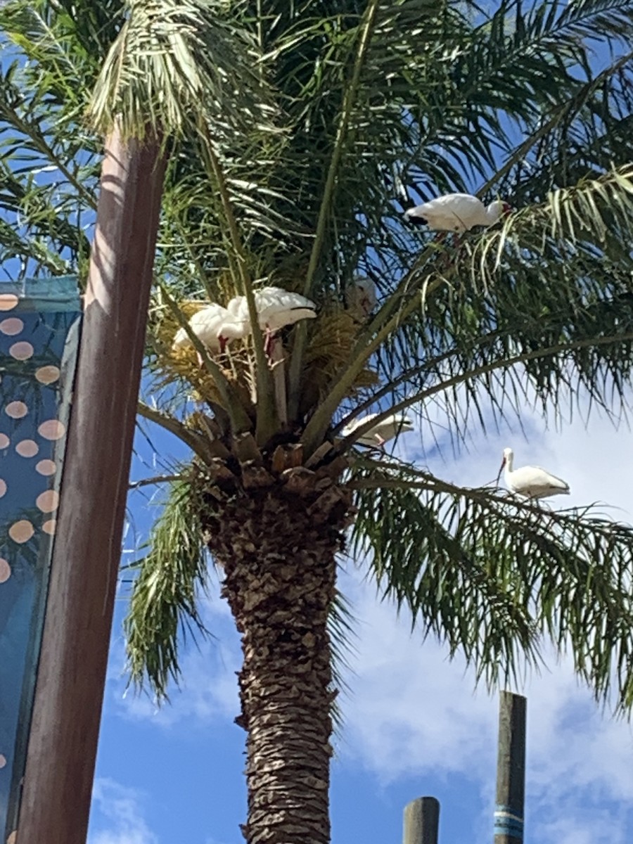 White Ibis - ML632630971