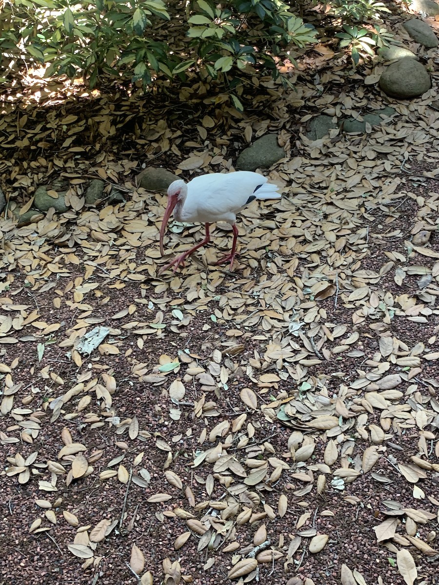White Ibis - ML632630972