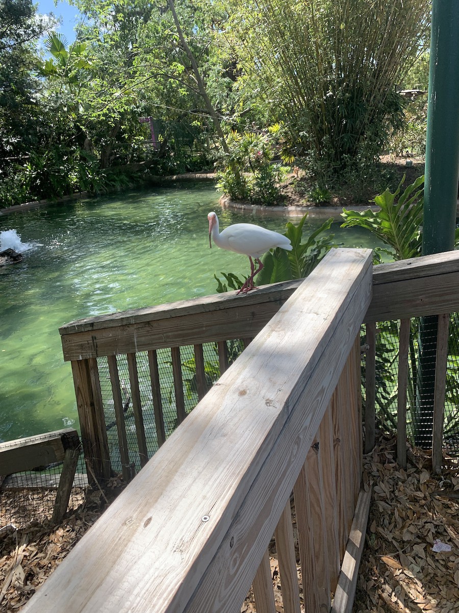 White Ibis - ML632630974