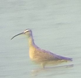 Hudsonian Whimbrel - ML632631000