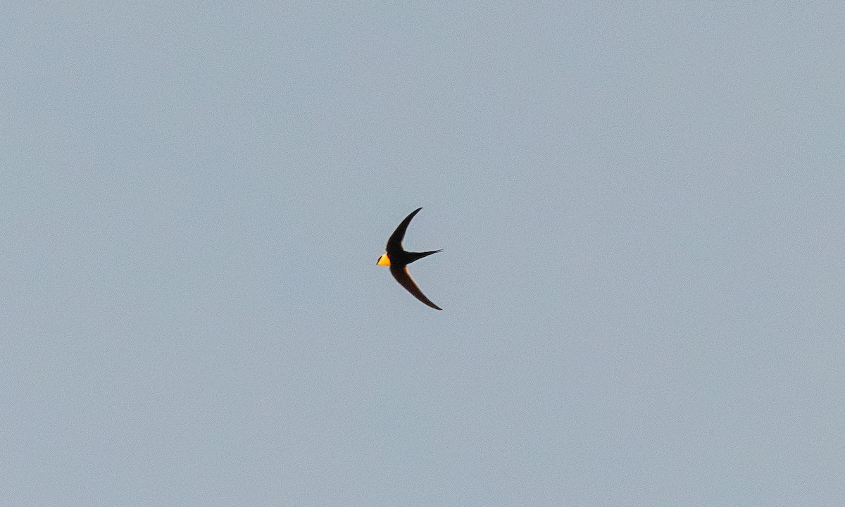 Great Swallow-tailed Swift - ML632631006