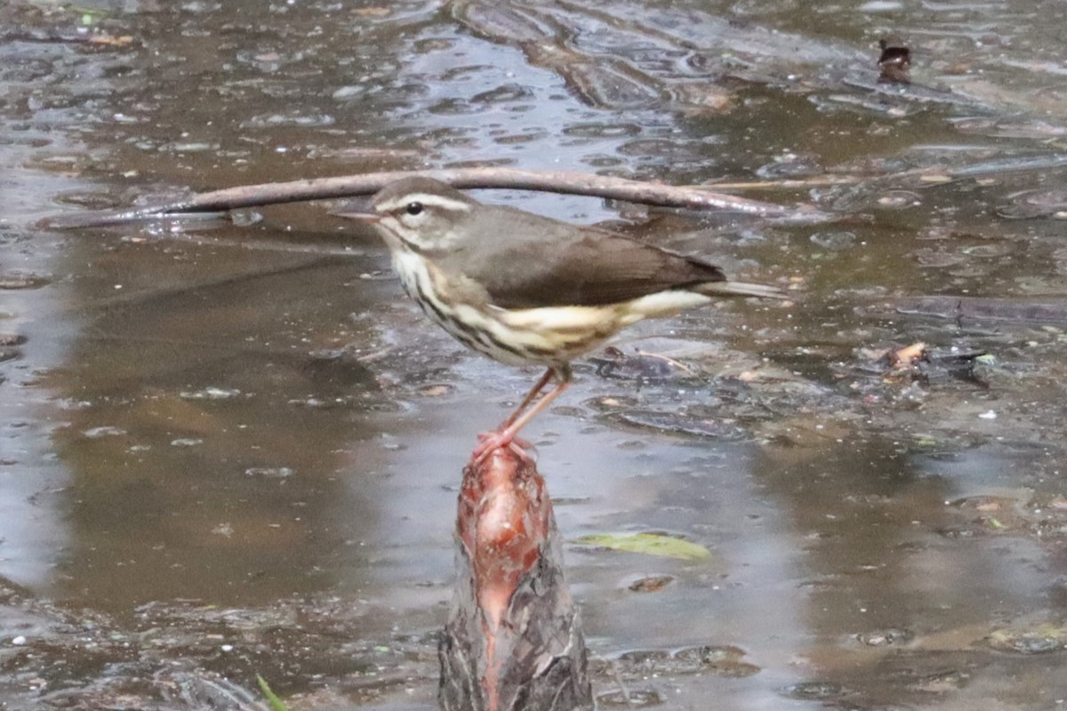 Louisiana Waterthrush - ML632631017
